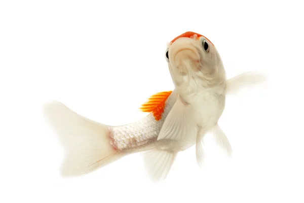 Peixe koi branco e vermelho — Fotografia de Stock