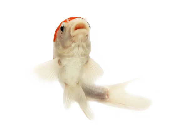 Pesce koi bianco e rosso — Foto Stock