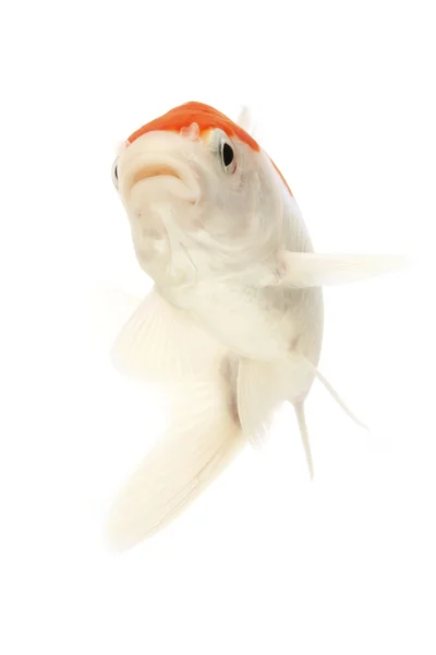 Peixe koi branco e vermelho — Fotografia de Stock