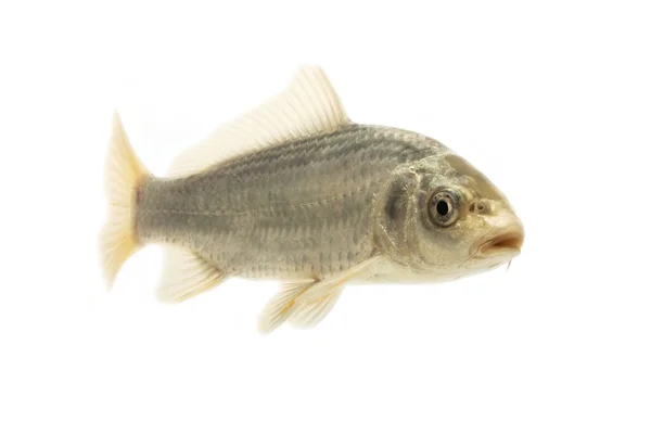 Silver Koi Fish — Stock Photo, Image