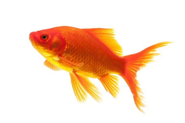 Röd guldfisk — Stockfoto