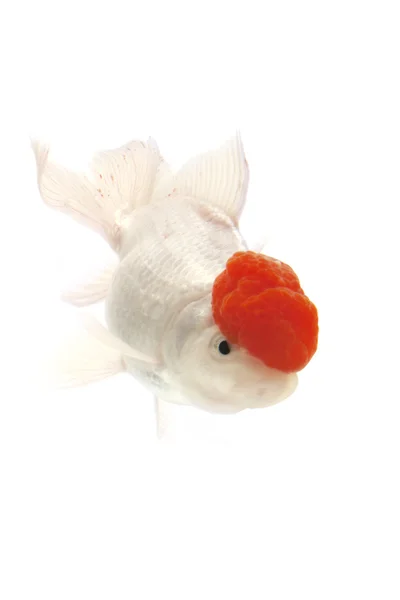 Biały i czerwony goldfish — Zdjęcie stockowe