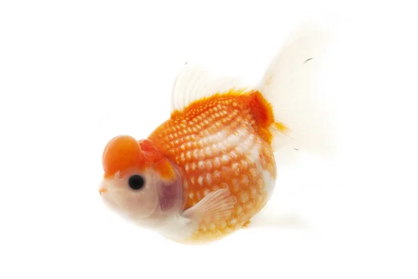 Bílé a červené zlaté rybky — Stock fotografie