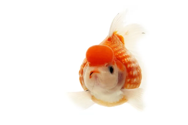 Bílé a červené zlaté rybky — Stock fotografie
