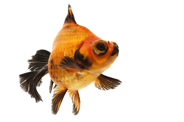 Black and Red Goldfish — Stock Photo, Image