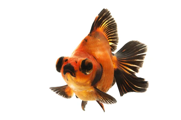 Black and Red Goldfish — Fotografie, imagine de stoc