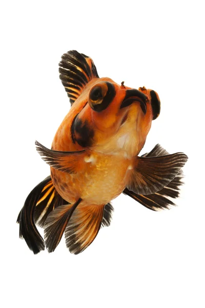 Peixe-dourado preto e vermelho — Fotografia de Stock
