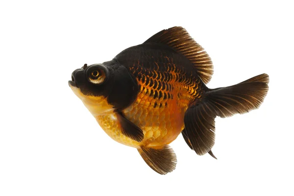 Peixe-dourado preto e vermelho — Fotografia de Stock