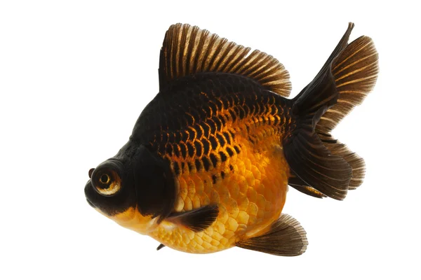 黑色和红色金鱼 — 图库照片