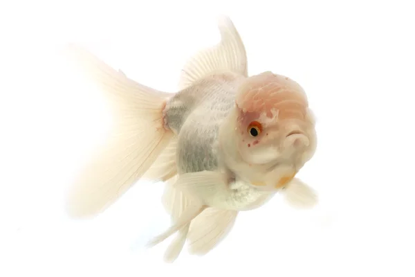 Peixe-dourado branco — Fotografia de Stock