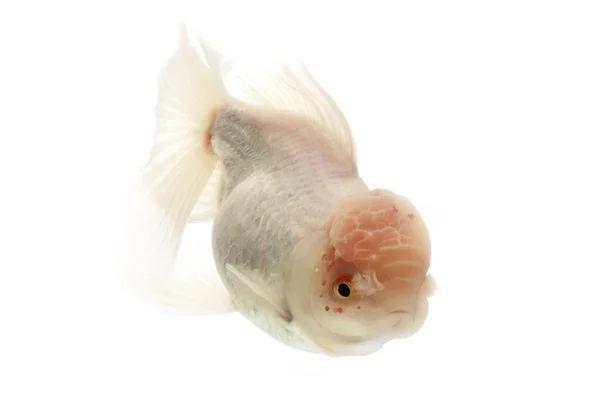 White Goldfish — Stock Photo, Image