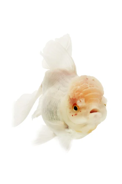 White Goldfish — Stock Photo, Image