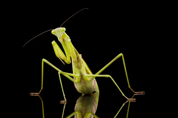 Gigante asiatico preghiera mantis — Foto Stock
