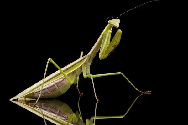Gigante asiática rezando Mantis — Foto de Stock