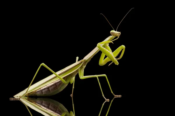 Gigante asiática rezando Mantis — Foto de Stock