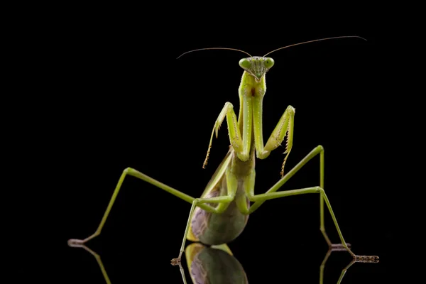 Gigante asiatico preghiera mantis — Foto Stock