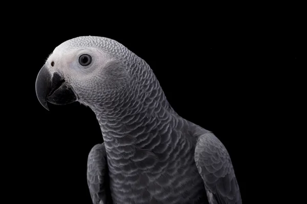 African Grey Parrot — Stock Photo, Image