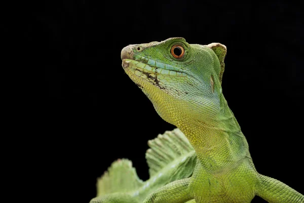 Grüne Basilisken — Stockfoto