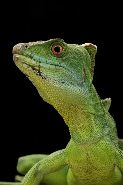 Yeşil basilisks — Stok fotoğraf