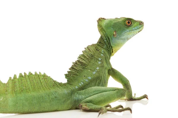 Green basilisks — Stock Photo, Image