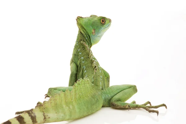 Green basilisks — Stock Photo, Image