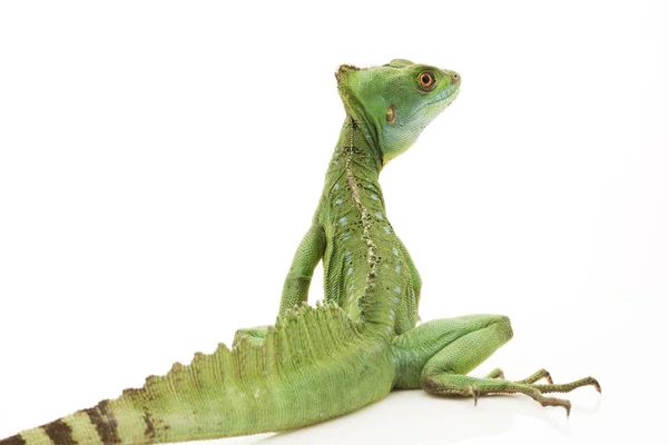 Green basilisks — Stock Photo, Image