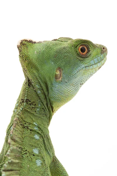 Green basilisks — Stock Photo, Image