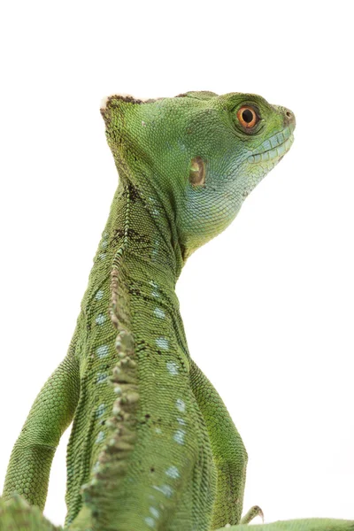 Gröna basilisks — Stockfoto