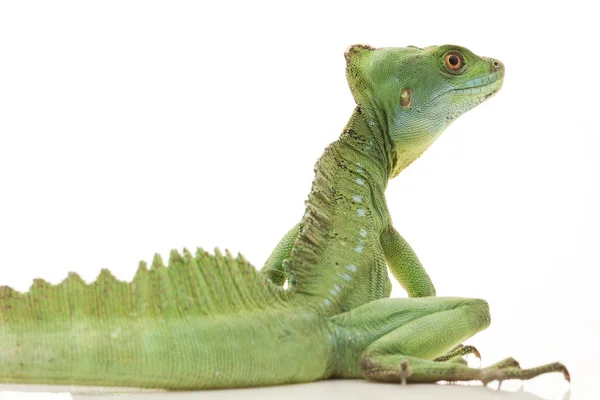 Green basilisks — Stock Photo, Image