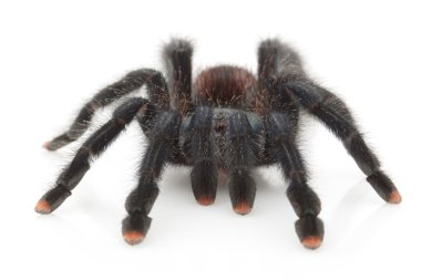 Pinktoe Tarantula