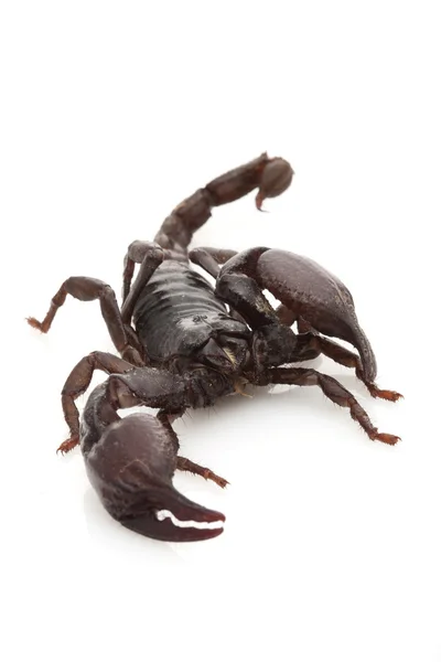 Pazur czerwony Skorpion — Zdjęcie stockowe