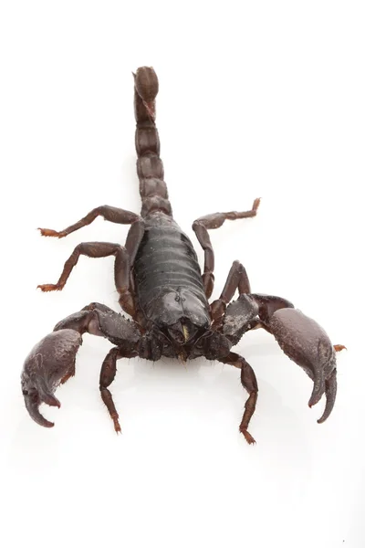 Červená dráp scorpion — Stock fotografie