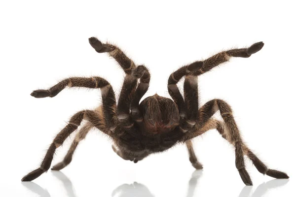 Růžové vlasy tarantule — Stock fotografie