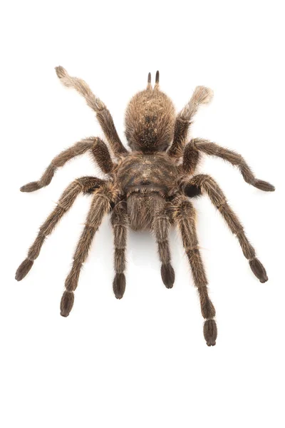 Rosa hår tarantula — Stockfoto