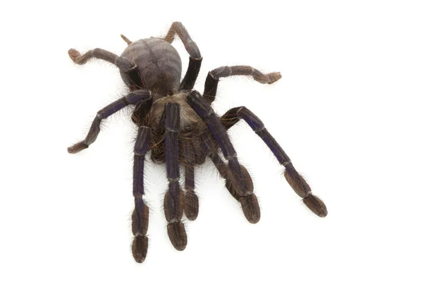 Singapore blå tarantula — Stockfoto