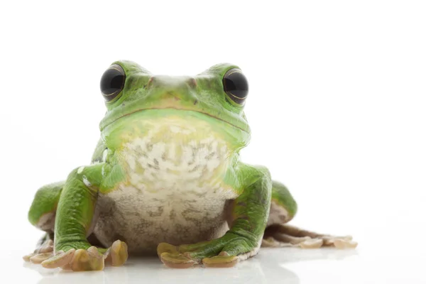 Green Tree Frog — Stock Photo, Image