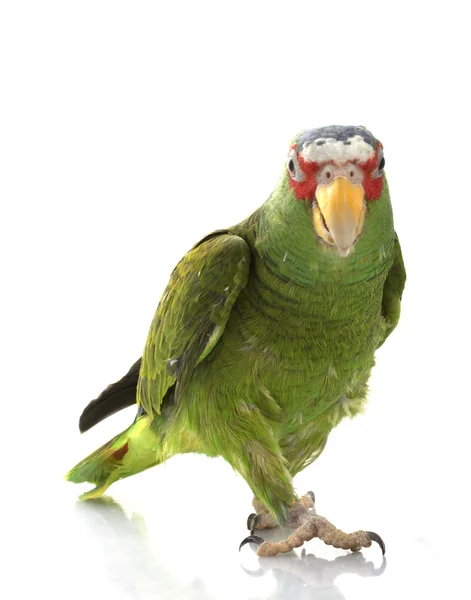 Kékarcú Amazon papagáj — Stock Fotó