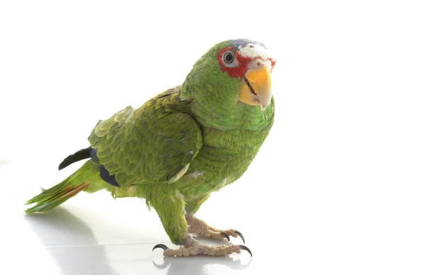 Blue-faced Amazon Parrot — Stock Photo, Image