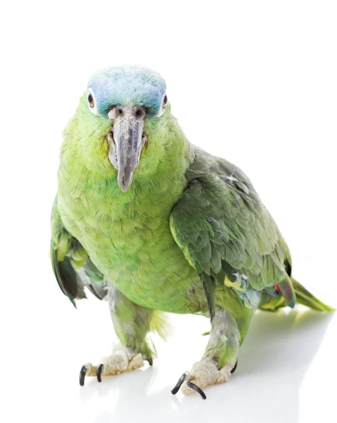 蓝枕亚马逊鹦鹉 — 图库照片