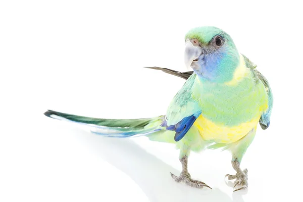Clonclurry Parakeet — Stock Photo, Image