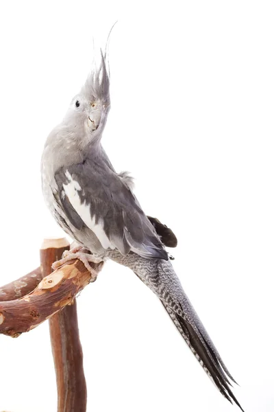 Cockatiel berwajah putih — Stok Foto