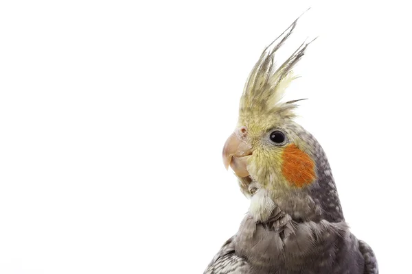 Cockatiel — Stock Photo, Image