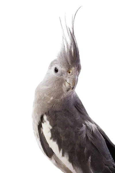 Cockatiel au visage blanc — Photo