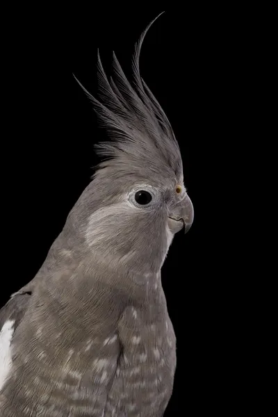 Cockatiel — стокове фото