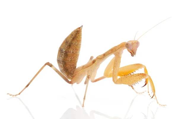 Praying Mantis — Stock Photo, Image