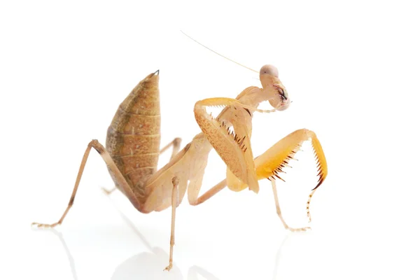 Praying Mantis — Stock Photo, Image