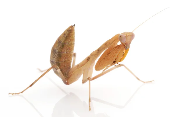 Praying Mantis — Stock Photo, Image