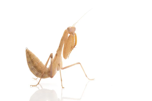 Mantis de oração — Fotografia de Stock