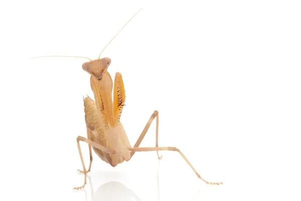 Mantis de oração — Fotografia de Stock