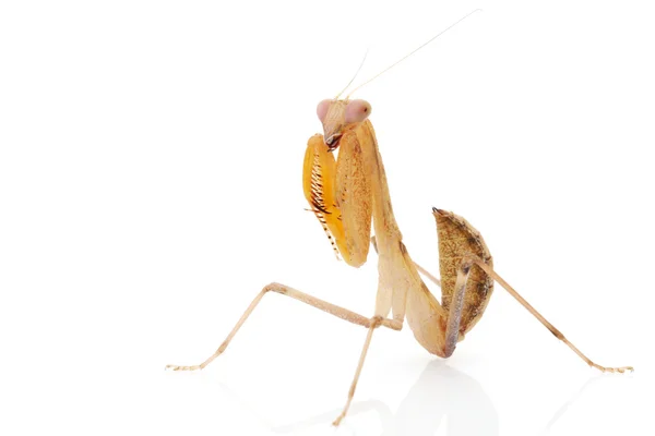 Praying Mantis — Stock Photo, Image